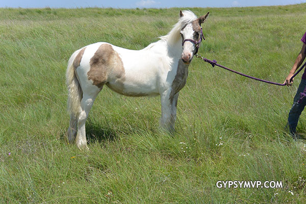 Gypsy Vanner Horses for Sale | Filly | Silver Dapple Tobiano | Deerinwater Ring of Fire